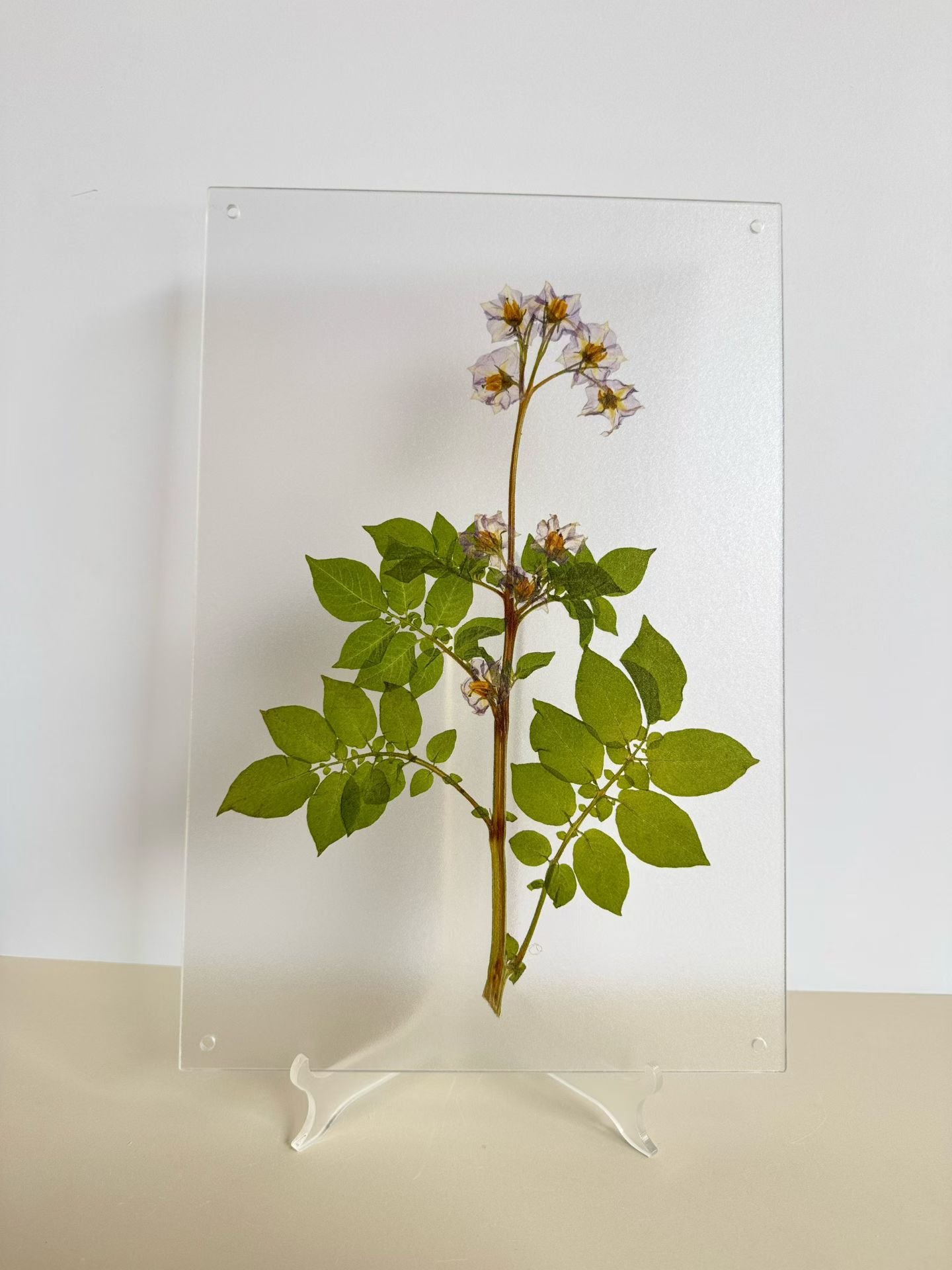 Fresh Nature (botanical )herbal specimen decorative paintings