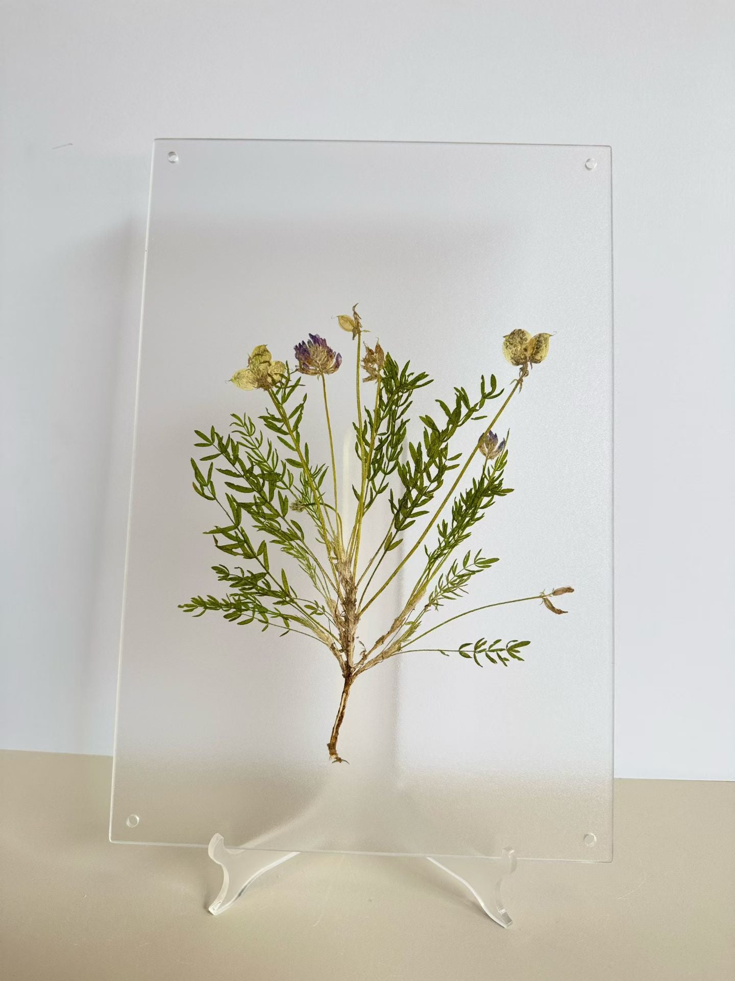 Fresh Nature (botanical )herbal specimen decorative paintings