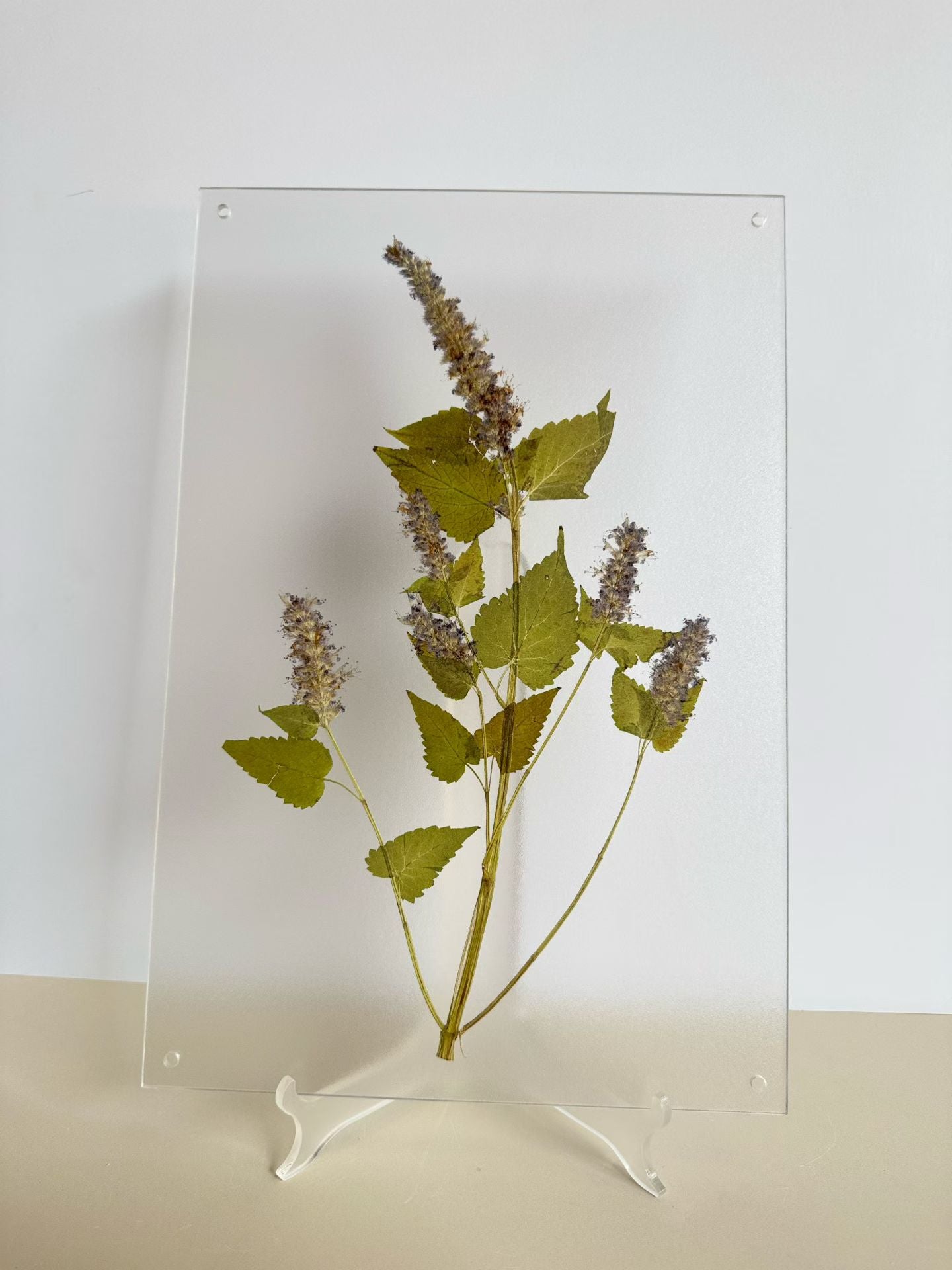 Fresh Nature (botanical )herbal specimen decorative paintings