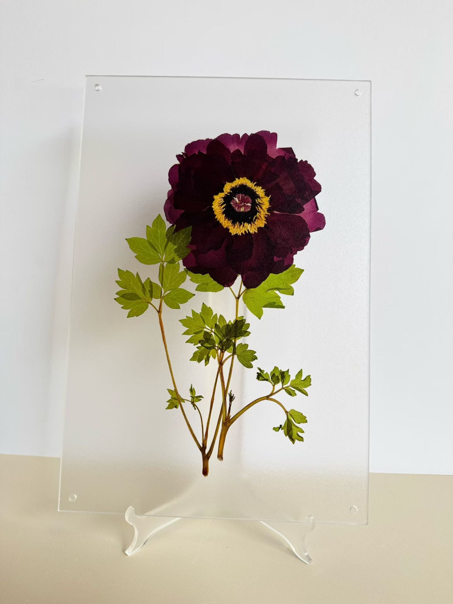Fresh Nature (botanical )herbal specimen decorative paintings