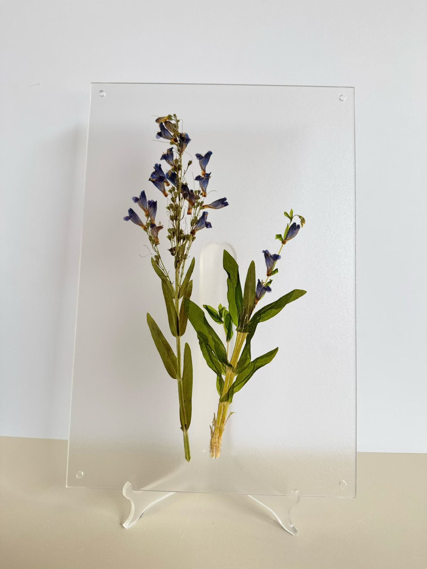 Fresh Nature (botanical )herbal specimen decorative paintings