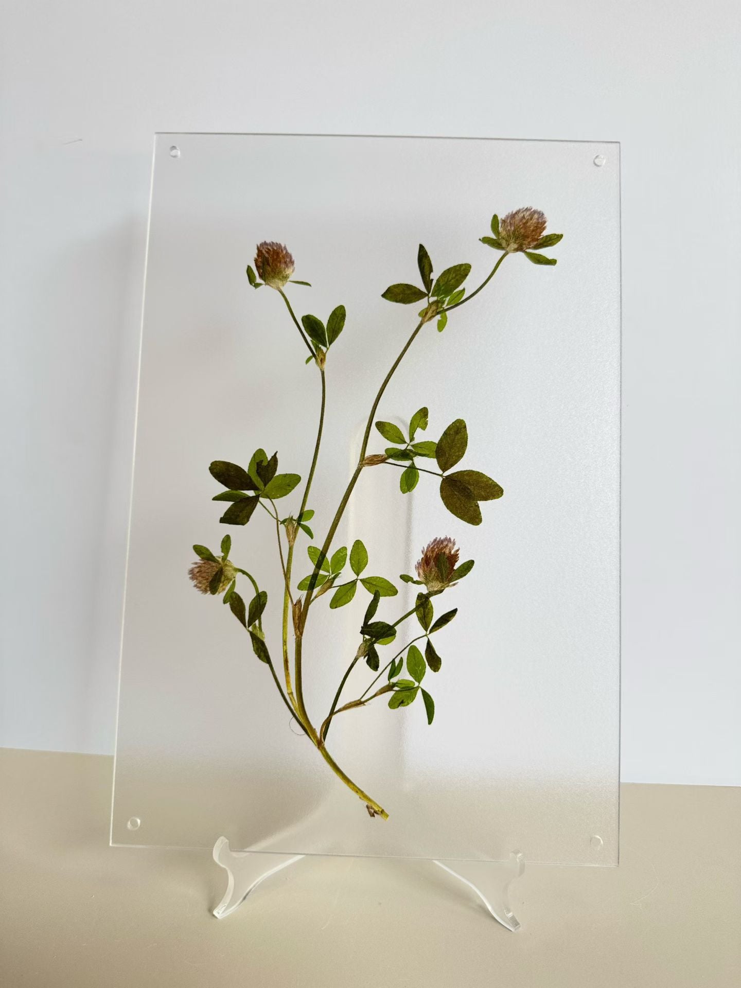Fresh Nature (botanical )herbal specimen decorative paintings