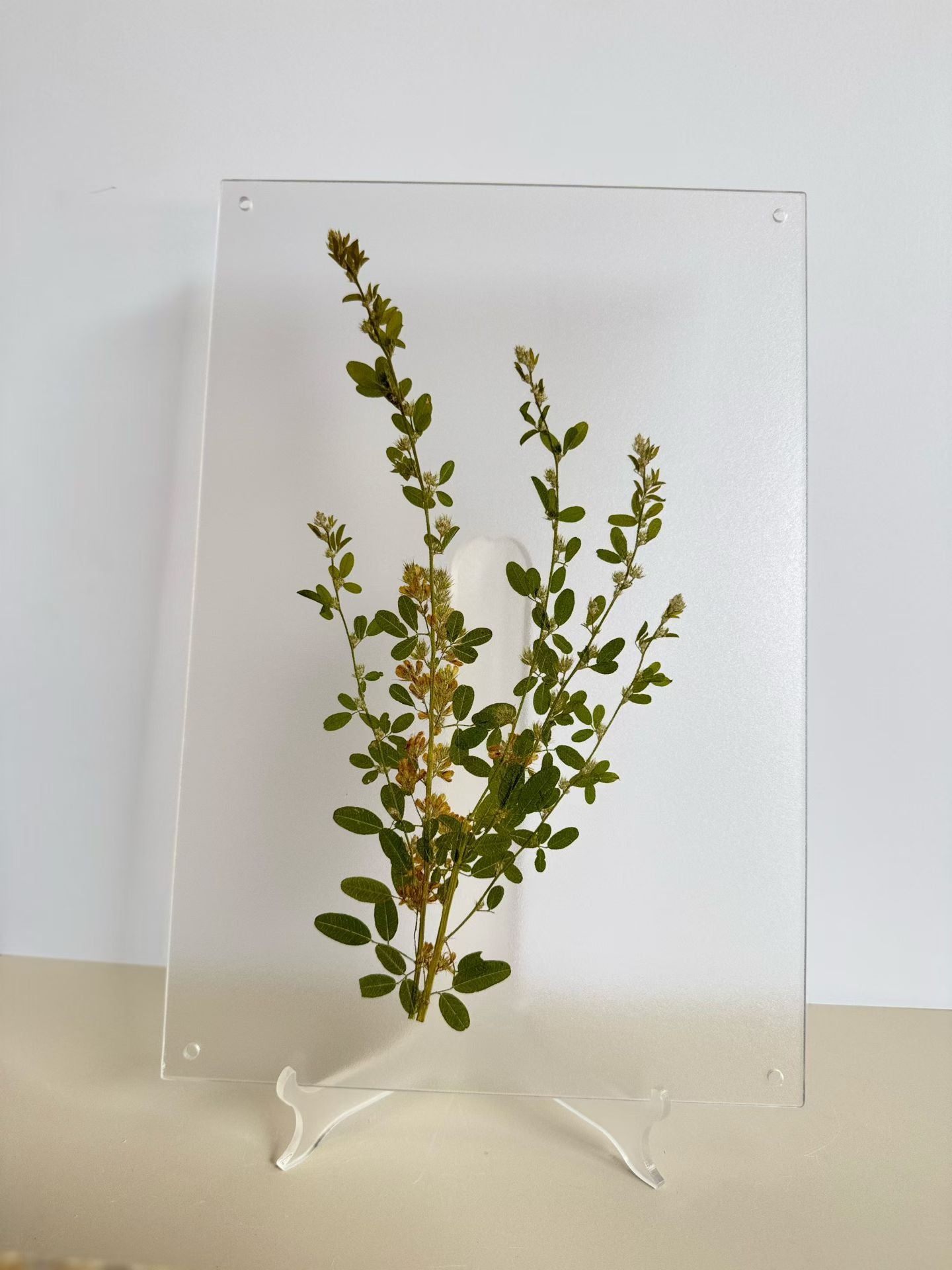 Fresh Nature (botanical )herbal specimen decorative paintings