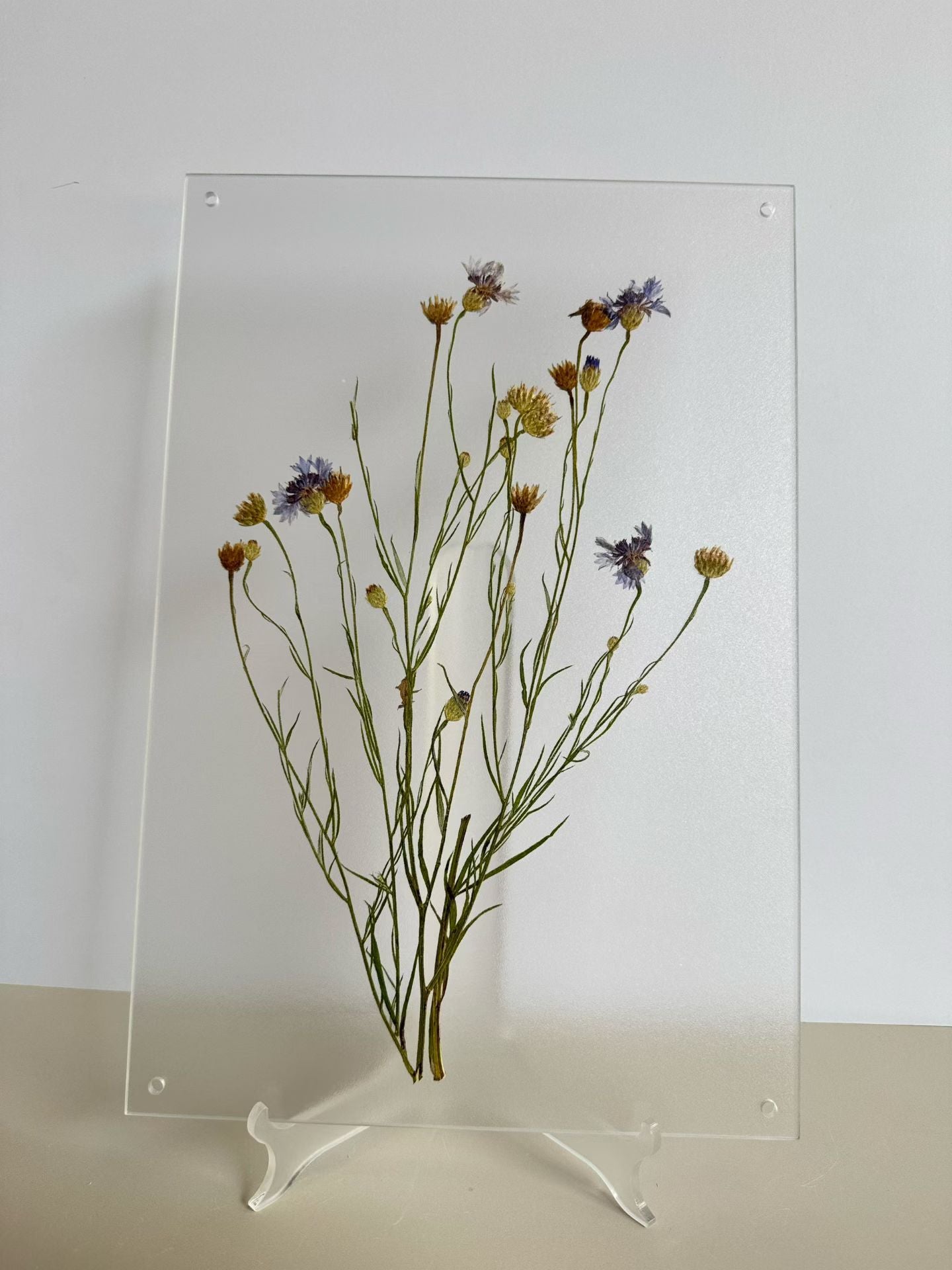 Fresh Nature (botanical )herbal specimen decorative paintings